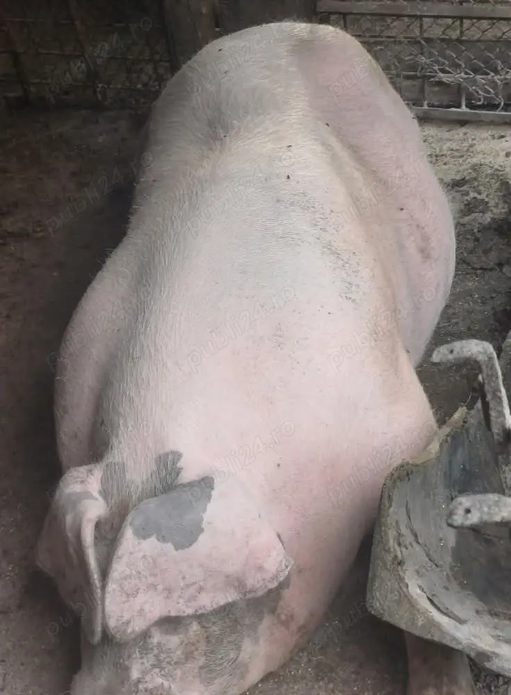 Sacrific port de carne 