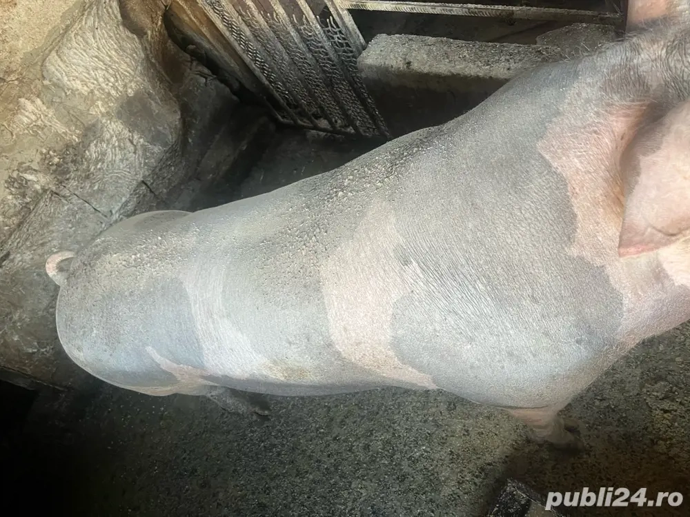 Porc petrean,pentru sacrificat 