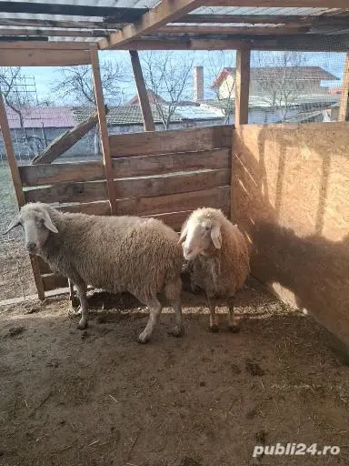 2oi de vânzare si un tap