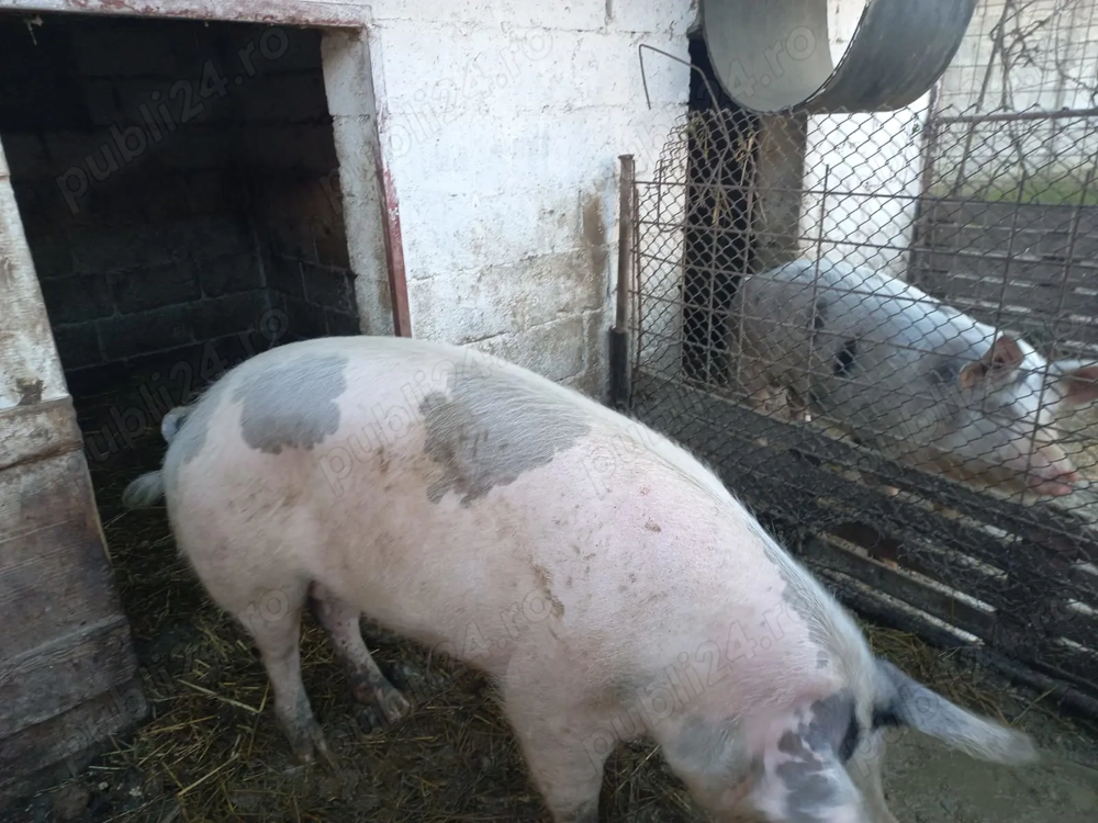 Vand porci crescuti natural