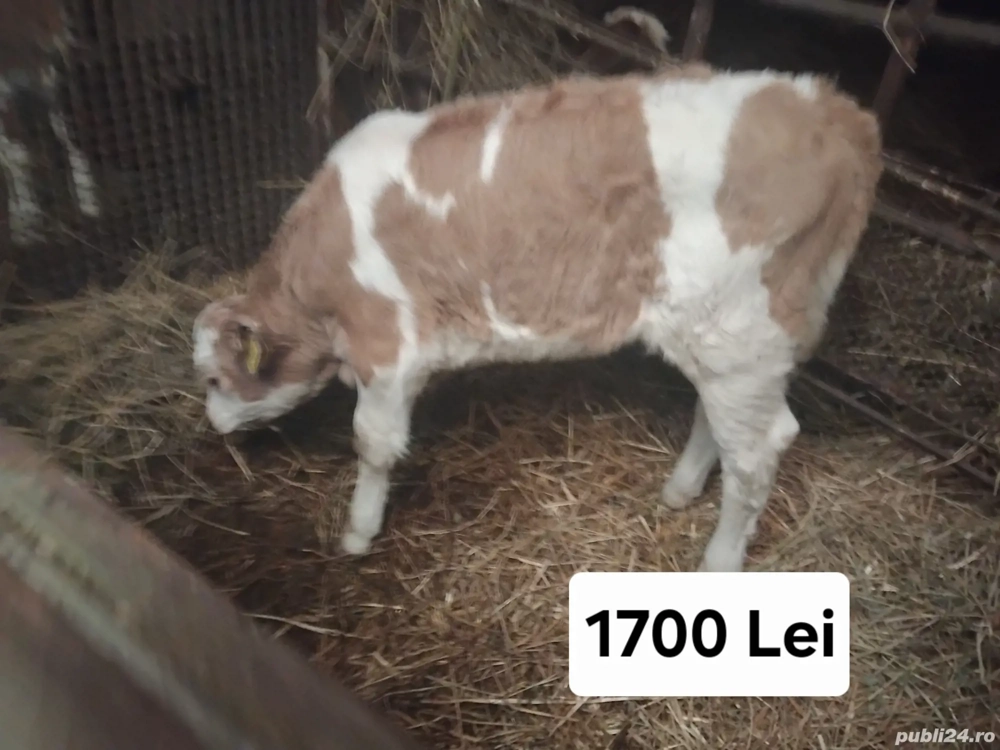 Vând 3 vitele baltate 