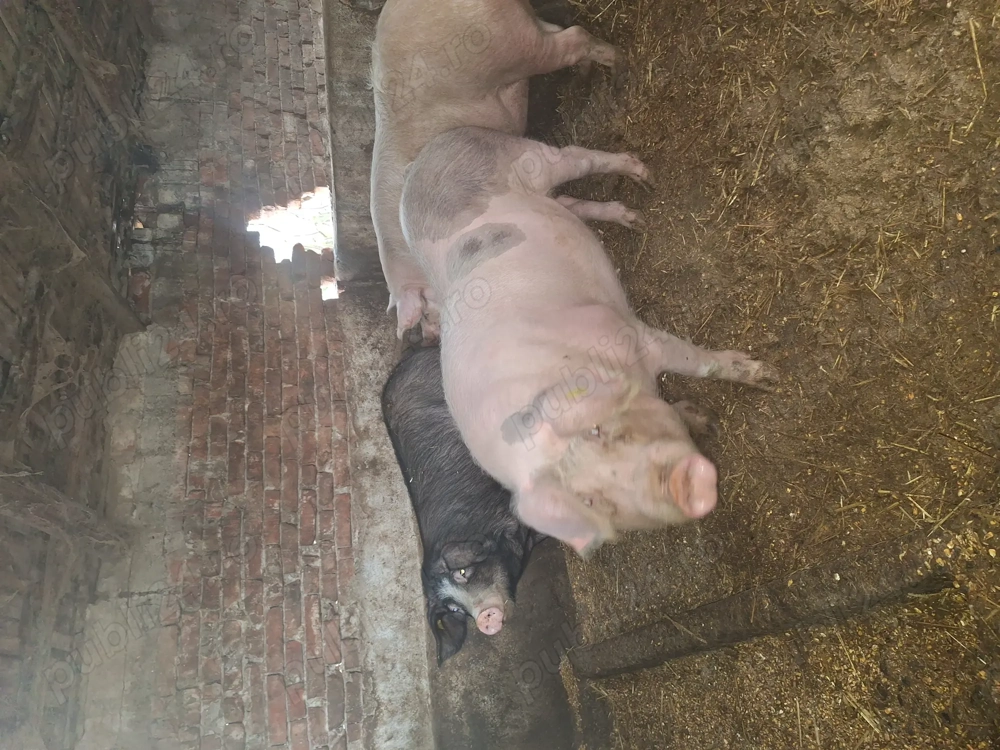 De vanzare,crescuți 100%natural