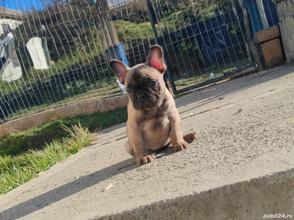 Disponibil pui de bulldog francez,un mascul si o femelă   