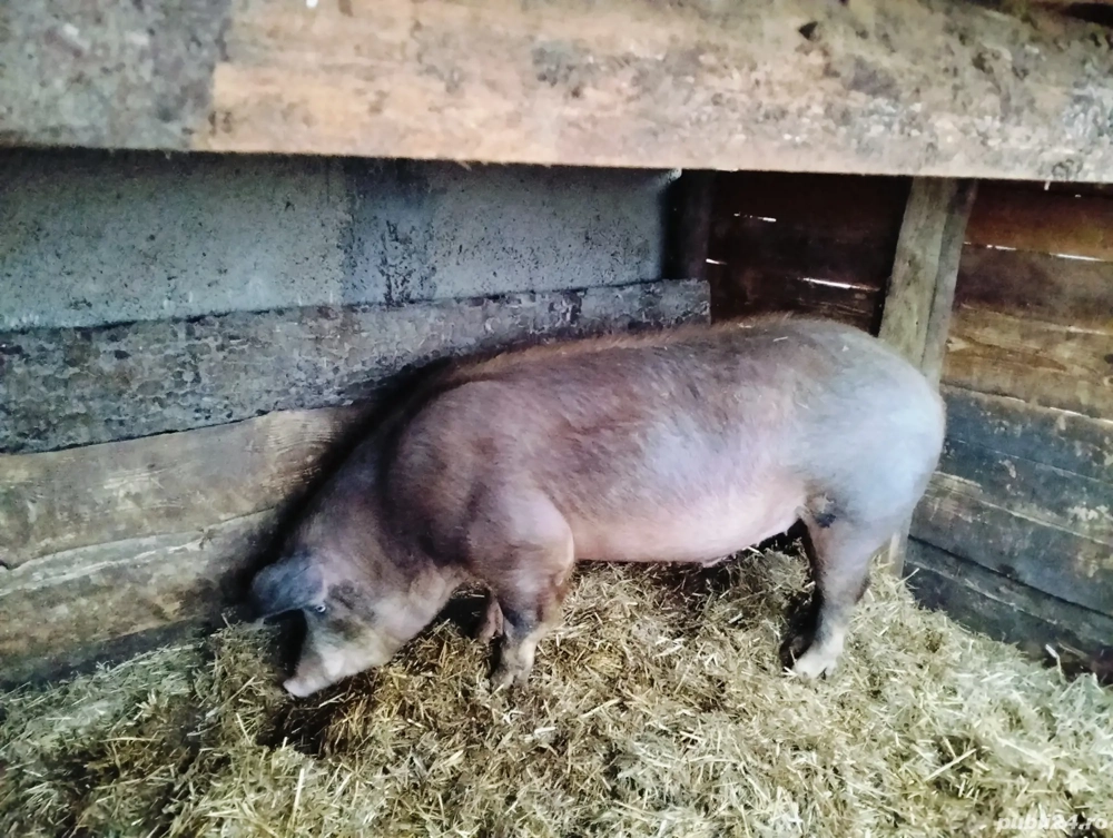 Porci pentru sacrificare 