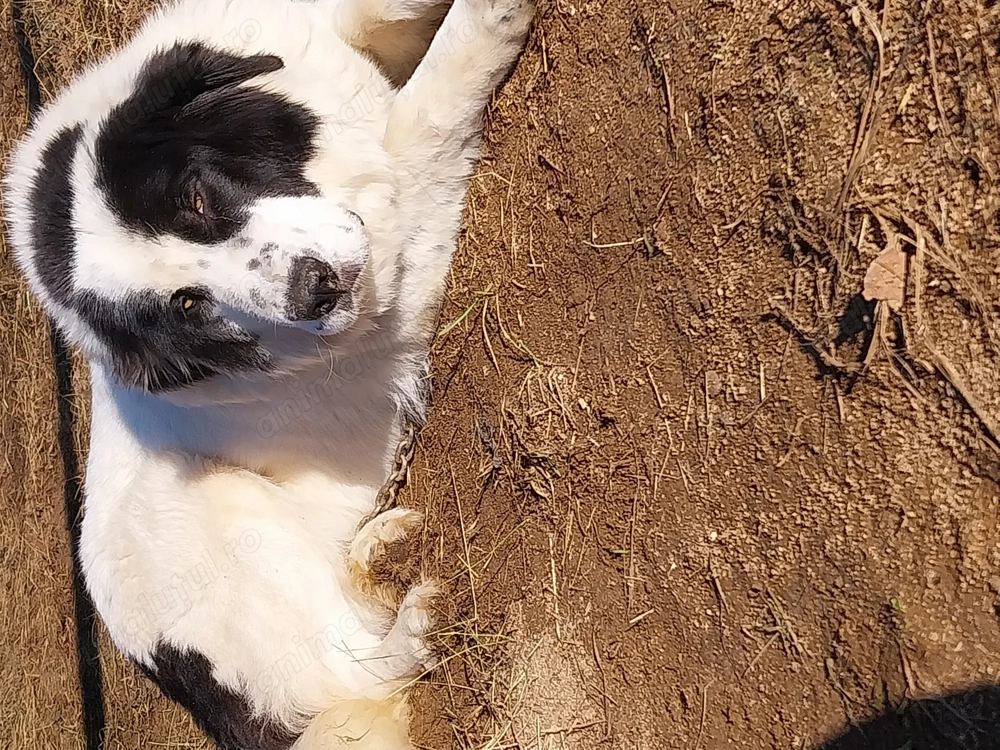 Vând femela ciobănesc de Bucovina bine întreținută 