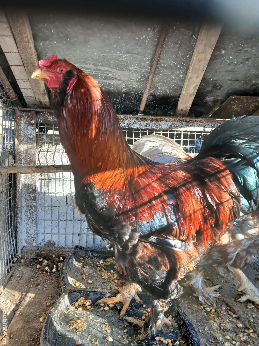 Vând cocoși diferite rase 