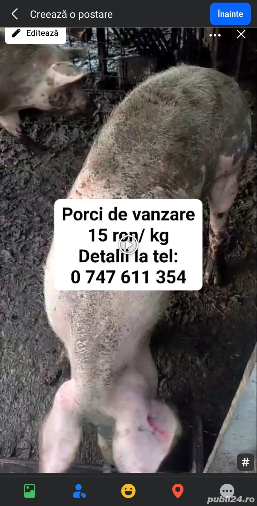 vand porci pentru sacrificat si purcei de crescut