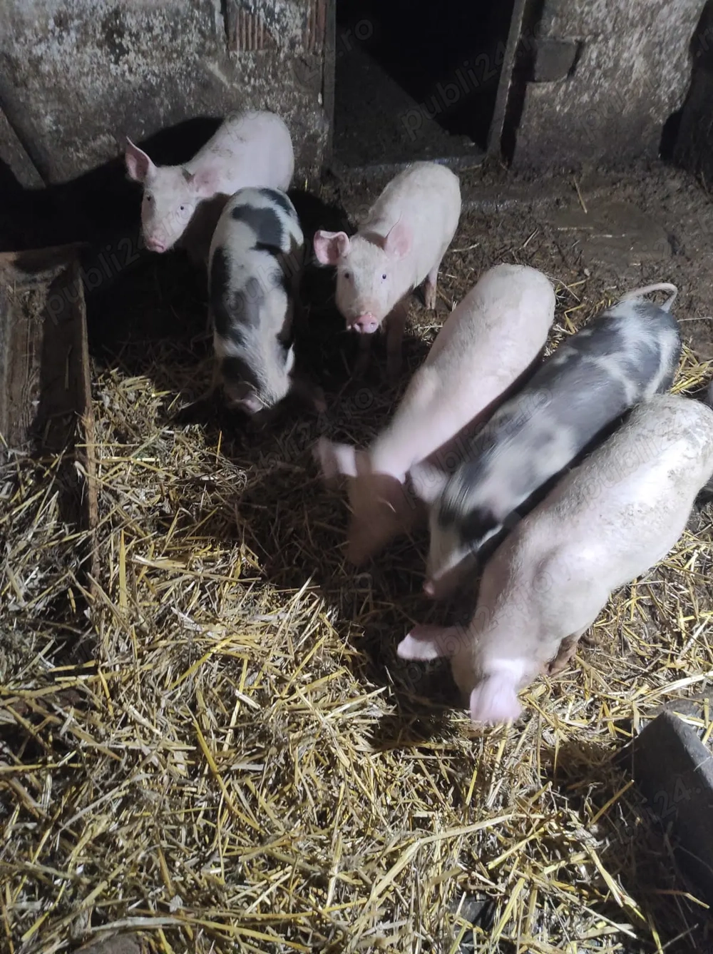 Vând vând vând purcei de 13 săptămâni 