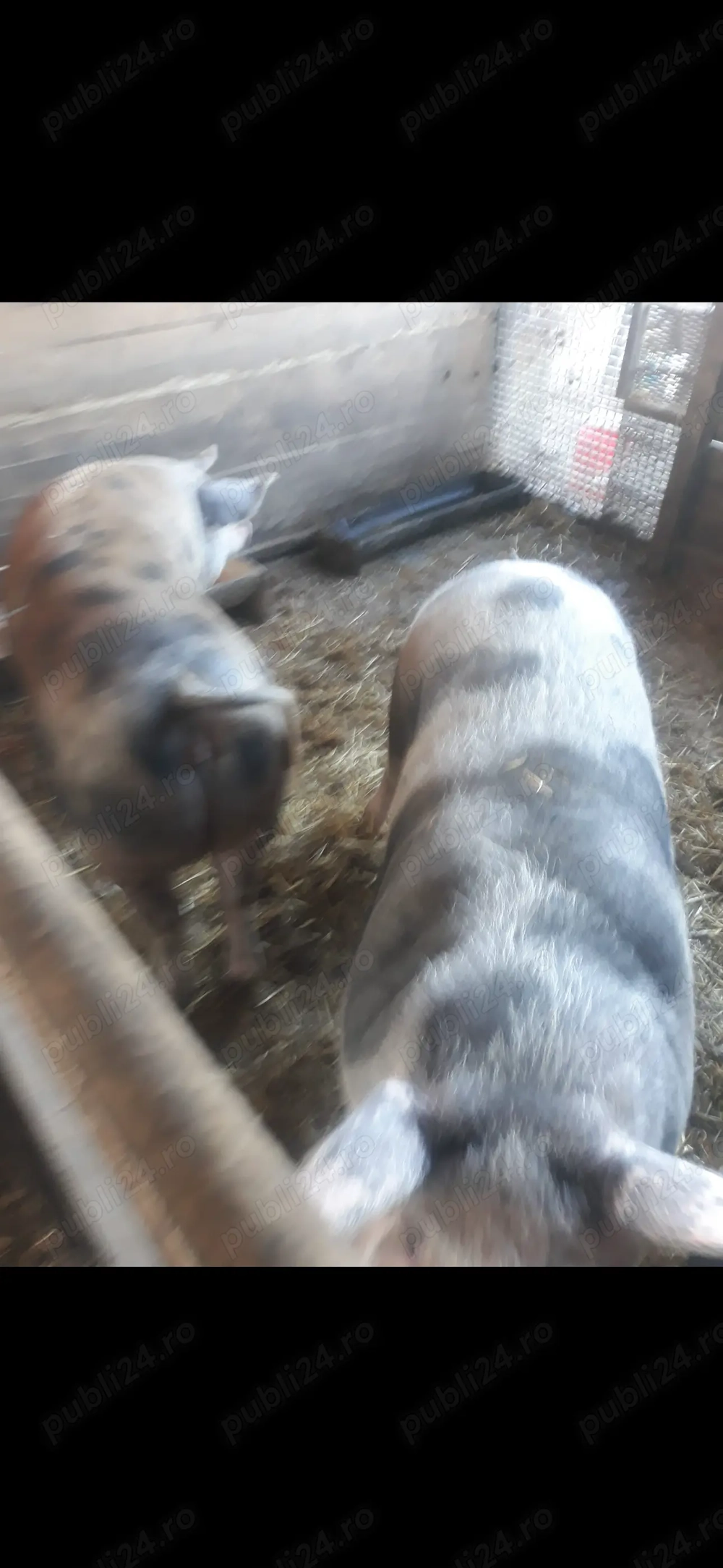 Vănd porci de Crăciun 