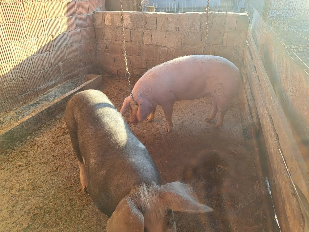 Vand porci de sacrificat sau de tinut inte 120 si 140 de kg 