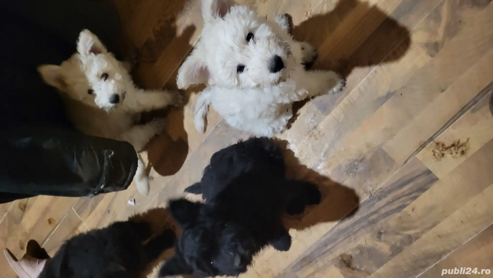 Pui ciobanesc maghiar pumi