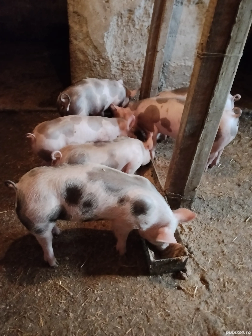 purcei pietrain 25, 30kg 