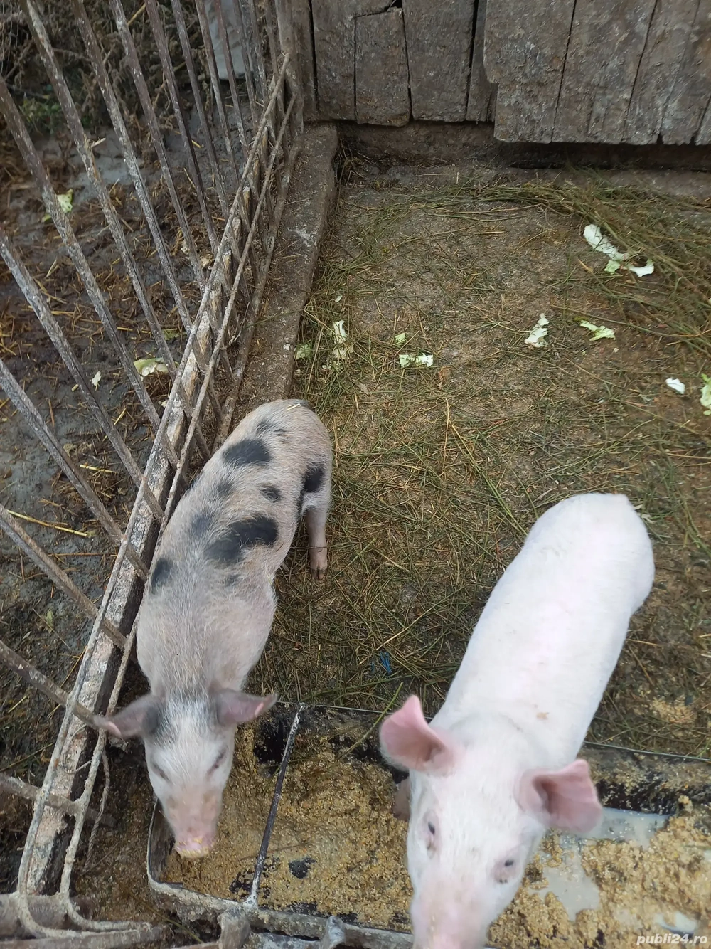 2 purcei de 9 săptămână 