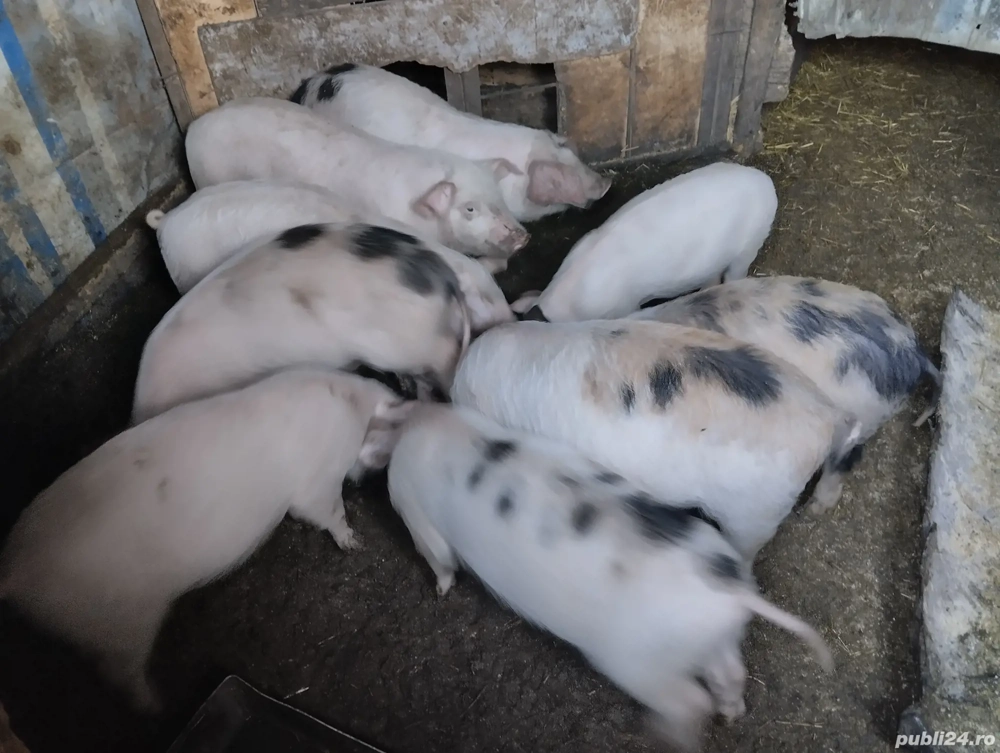 Purceii de vânzare, in satul Rași!