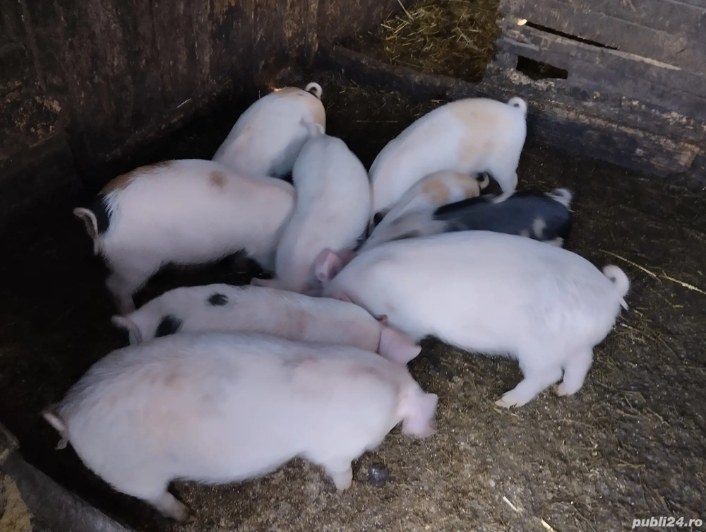 purceii de vânzare în satul Rași!