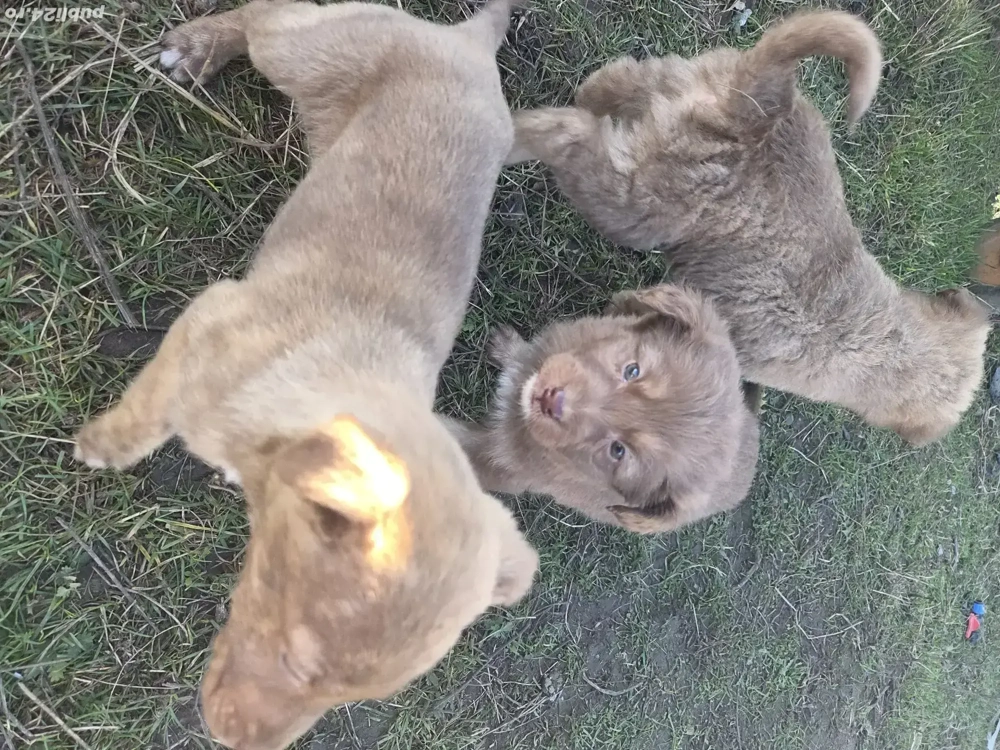 donez catelusi,cadoul perfect