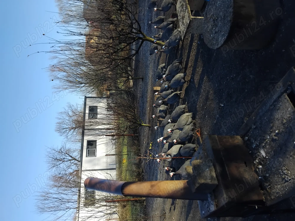 Pichiri adulte de vanzare