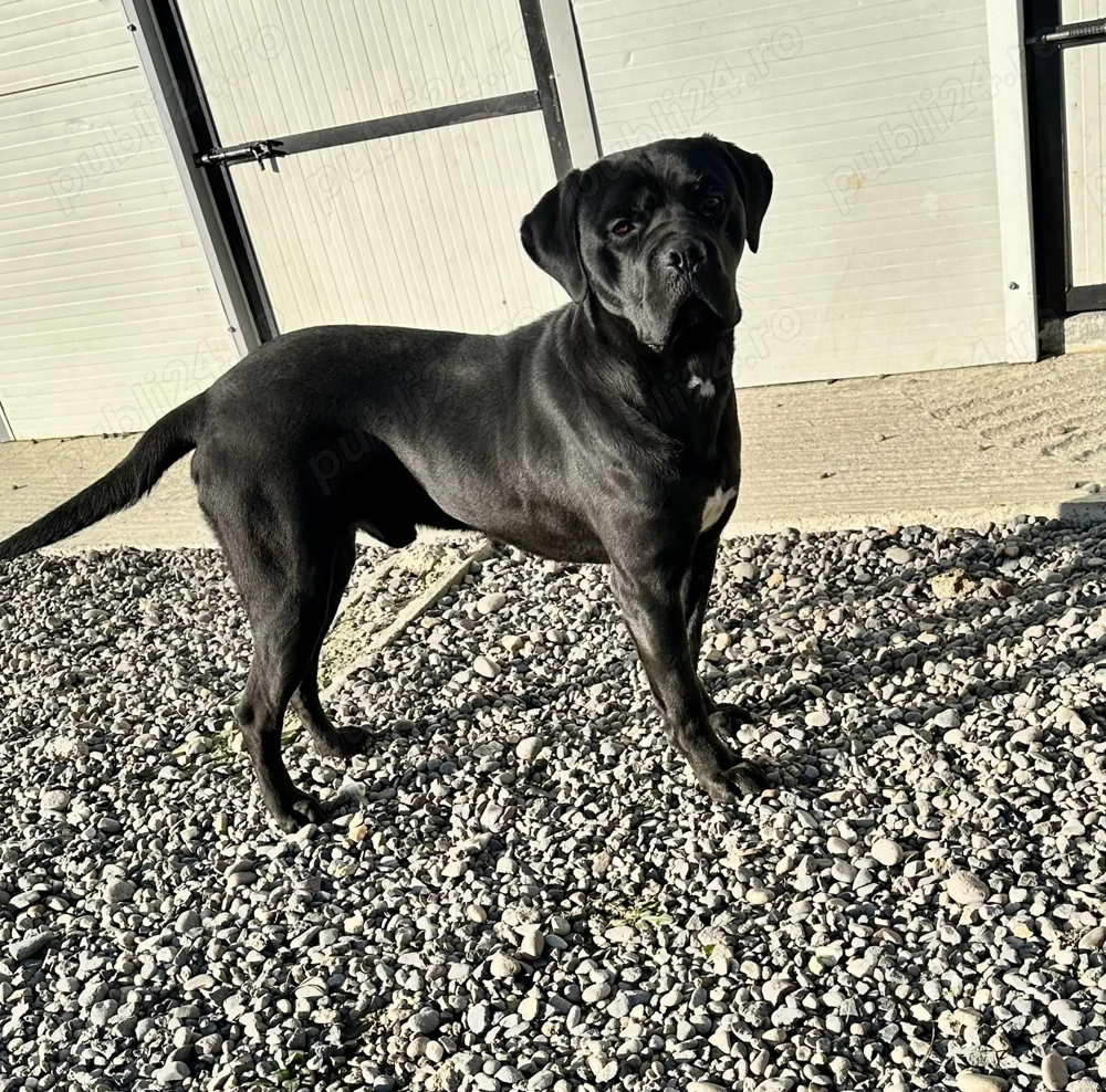 Cane Corso mascul