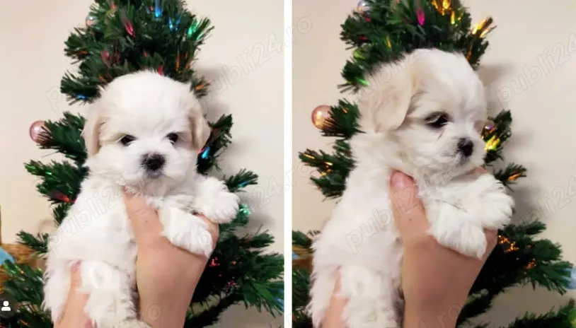 Bichon Maltez rasa pura, parinti cu pedigree, arbitrati in expo, vaccin, deparazitare, carnet