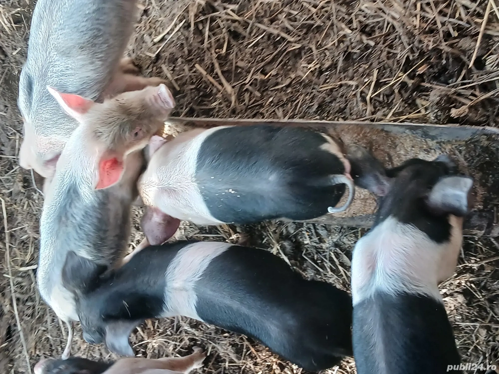 Purcei de 6 săptămâni metis cu bazna.Disponibil 14 bucati. 