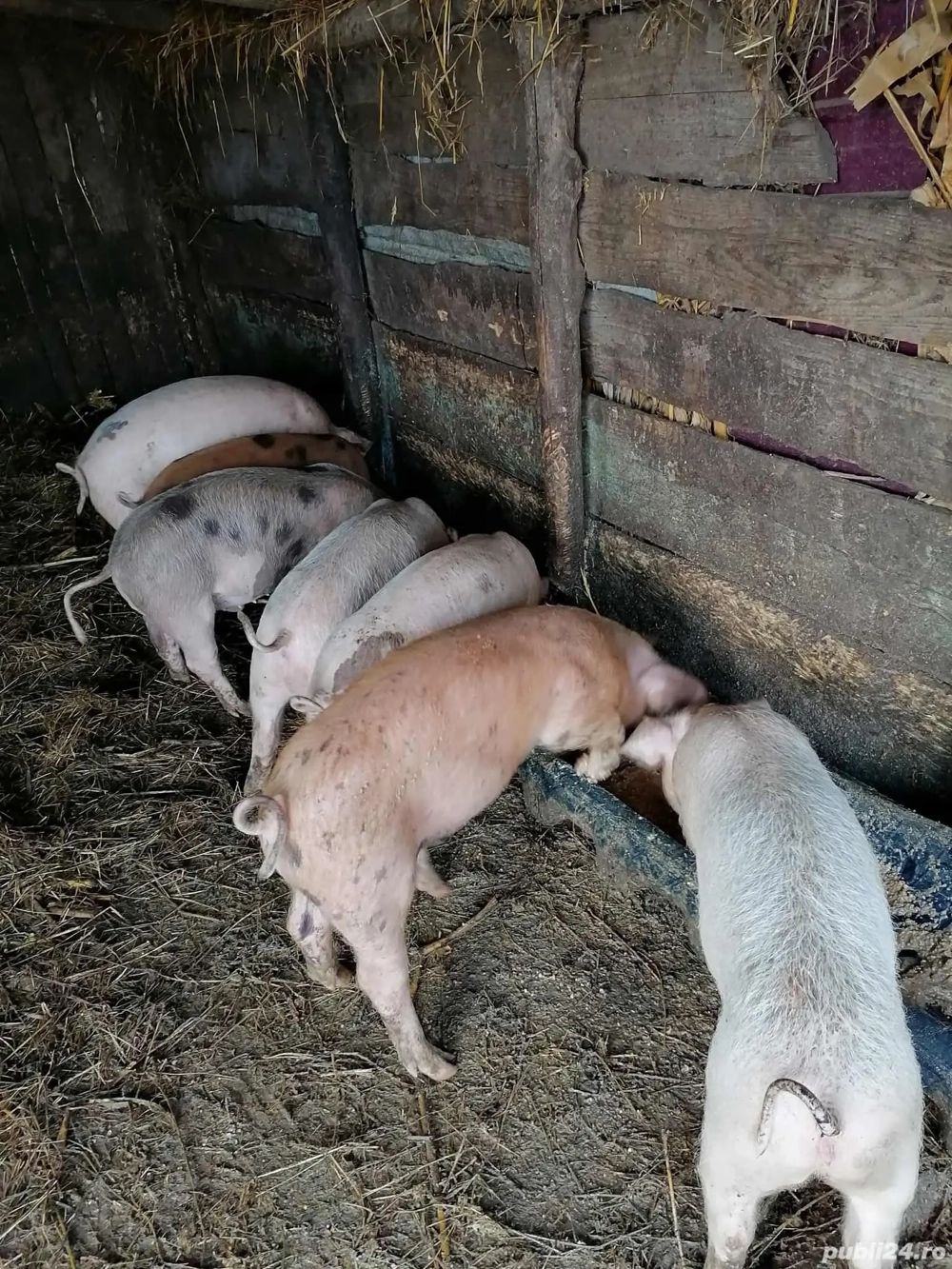 purcei 20 kg rasa de carne