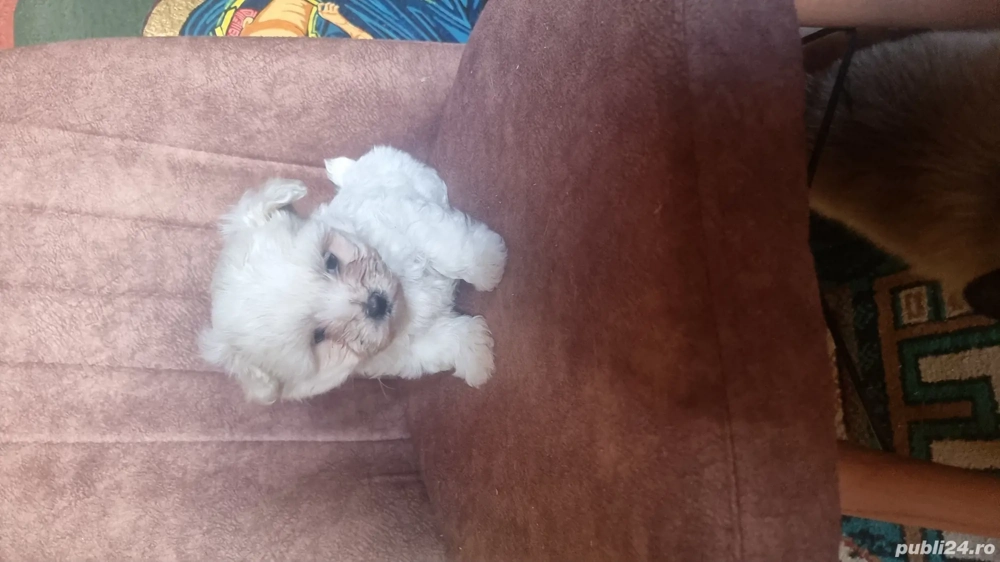 Vand pui bichon, talie mini, mascul. Cel mai frumos si dulce cadou de Craciun. 