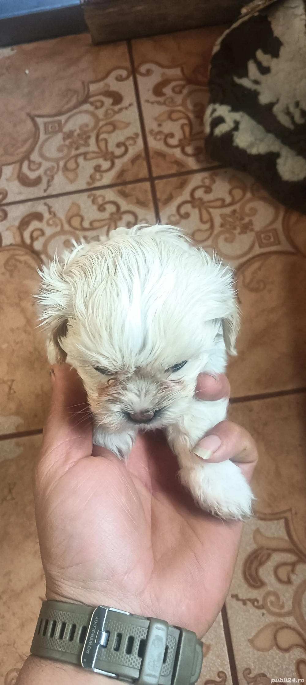 de vânzare o cățea bison maltez 