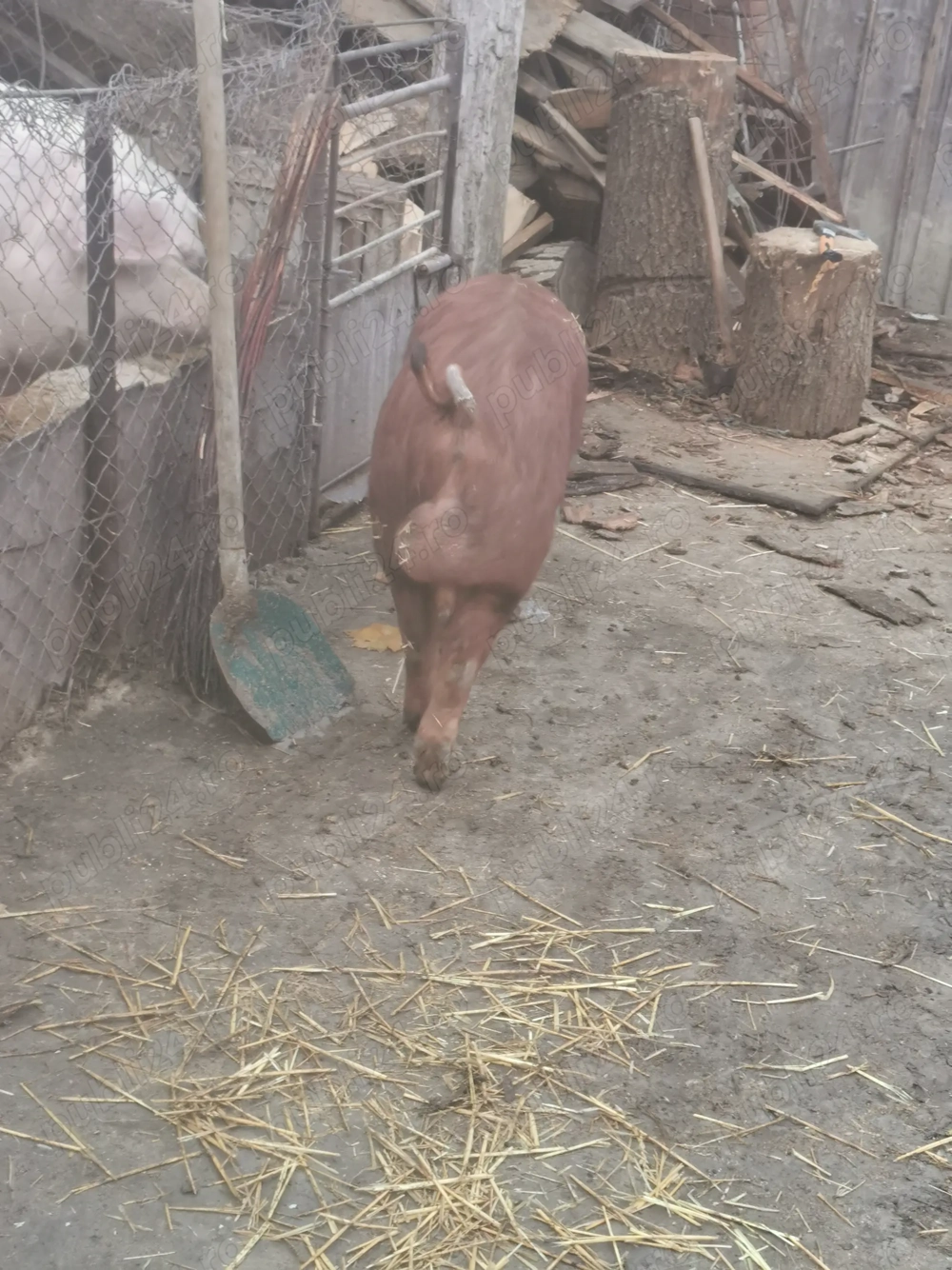 Vând vier rasă duroc