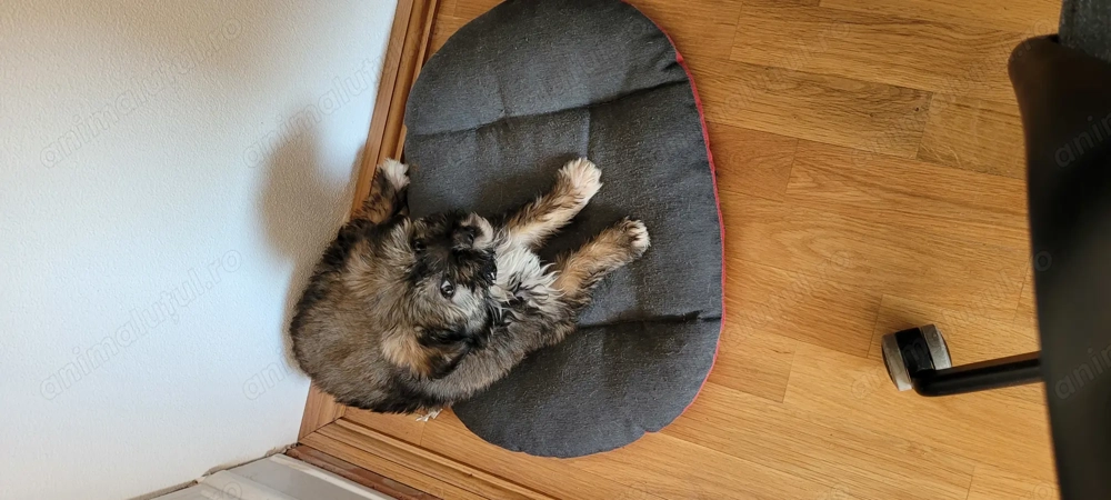 Fetita de aproximativ 2 luni salvata de pe strada 