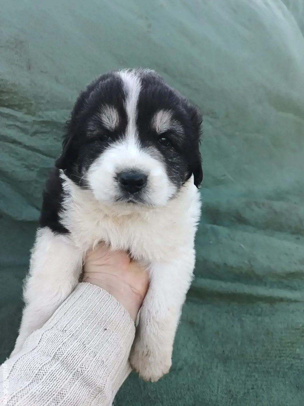 ciobanesc de Bucovina