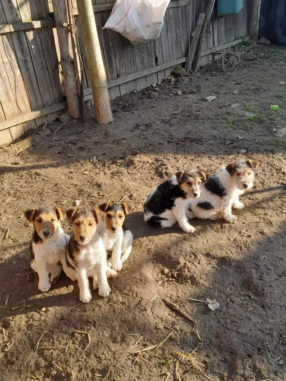 Căței Fox Terierri sârmos 