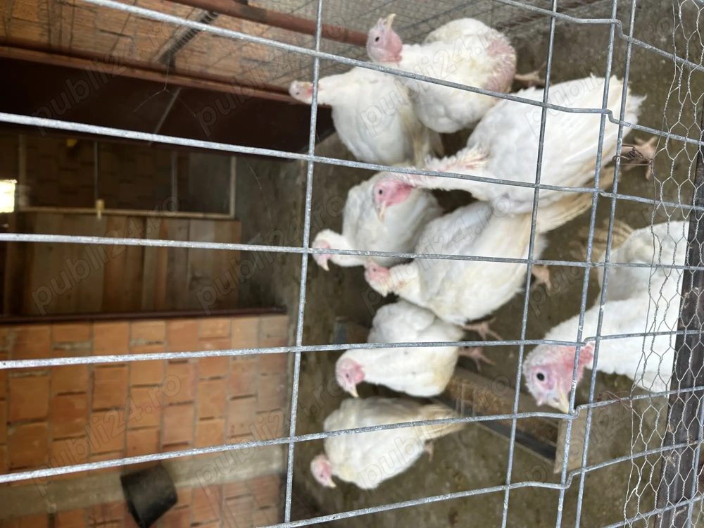 Curcani albi de casă 