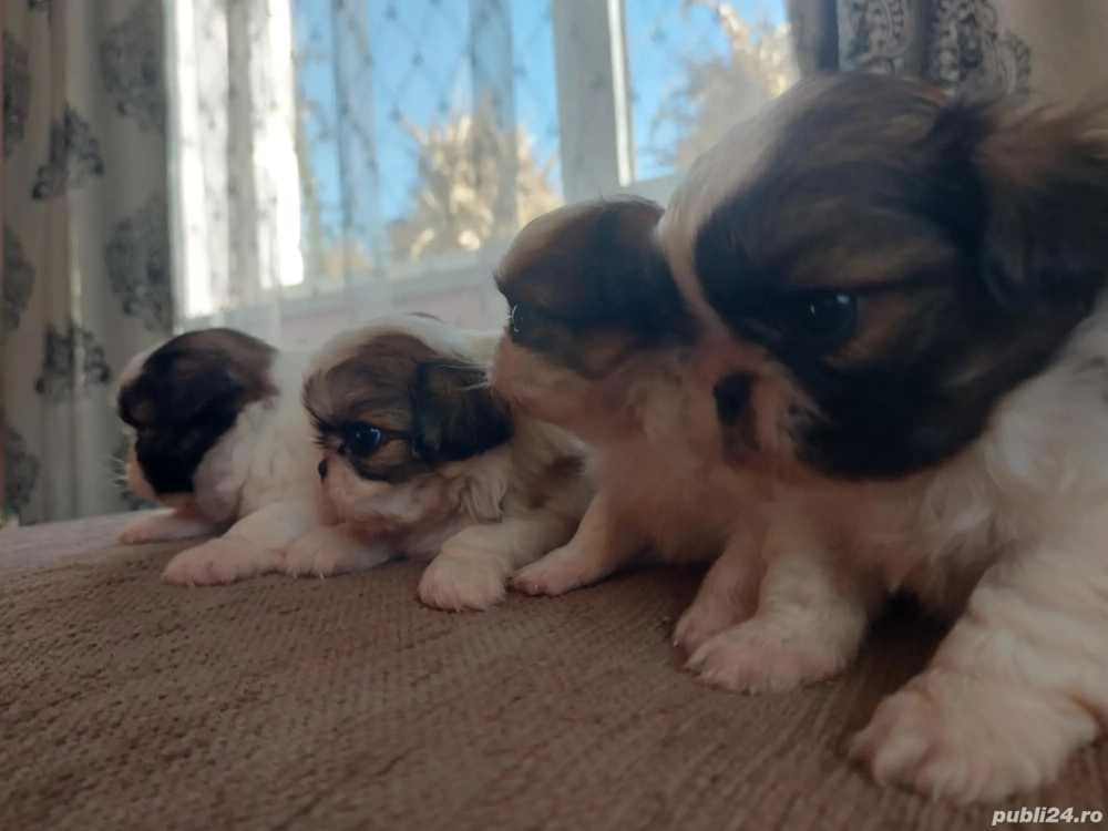 Cadoul perfect de Crăciun