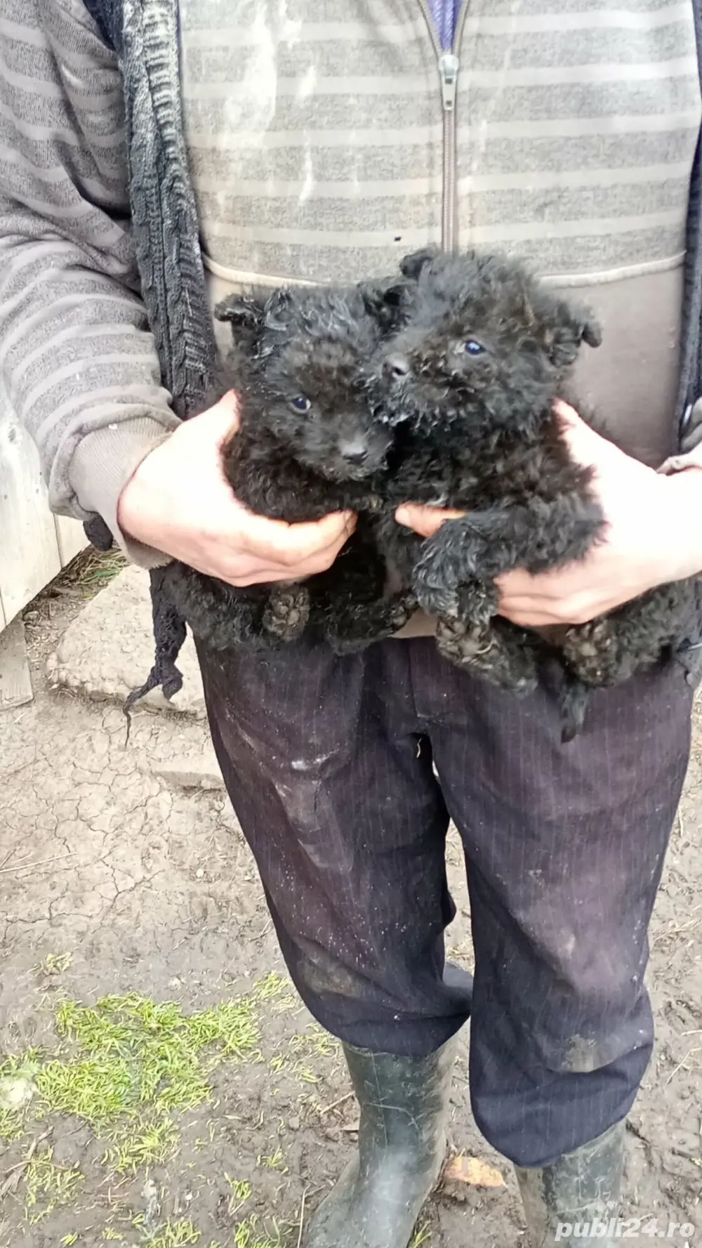 vand doi căței de întors 