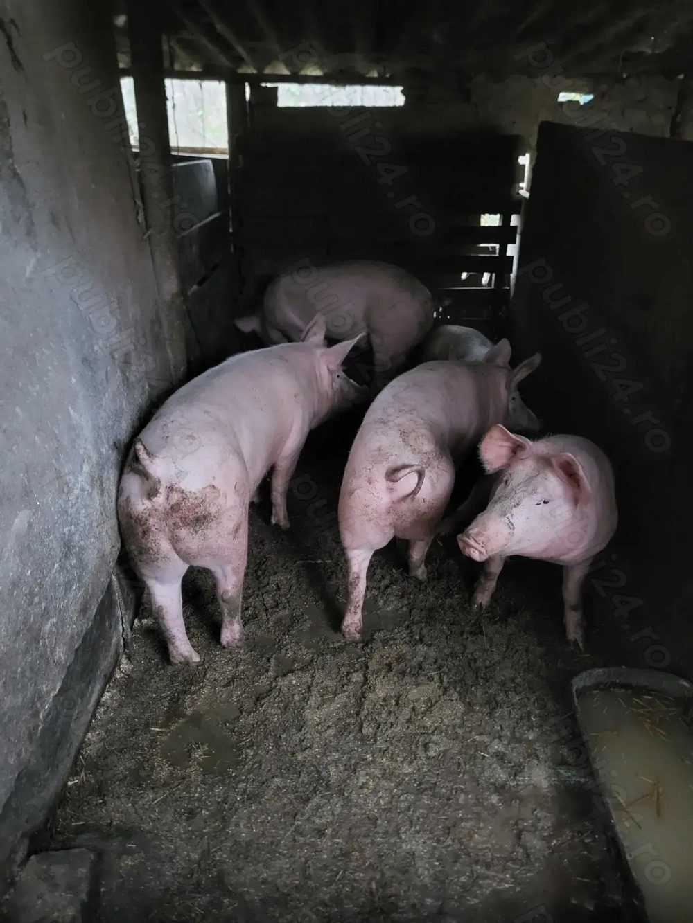 Porci de vânzare!!!!