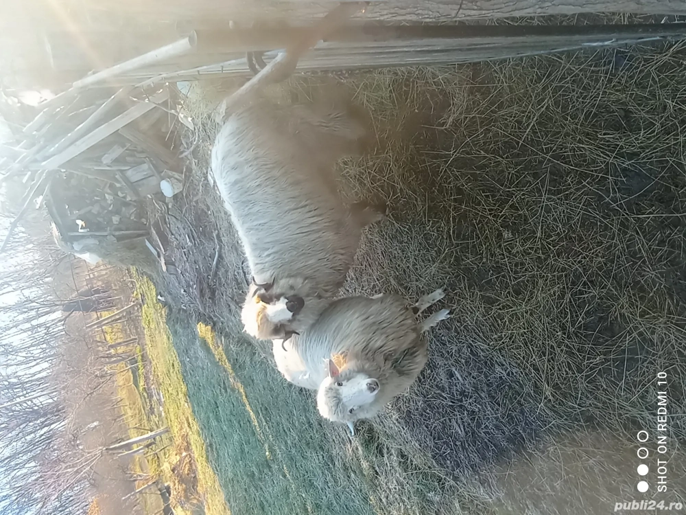 miei de vanzare perechie din februarie 2025 30lei kg an viu