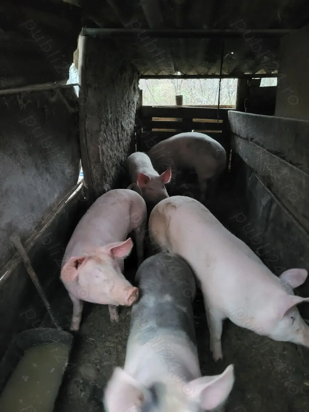 Porci de vânzare!!!