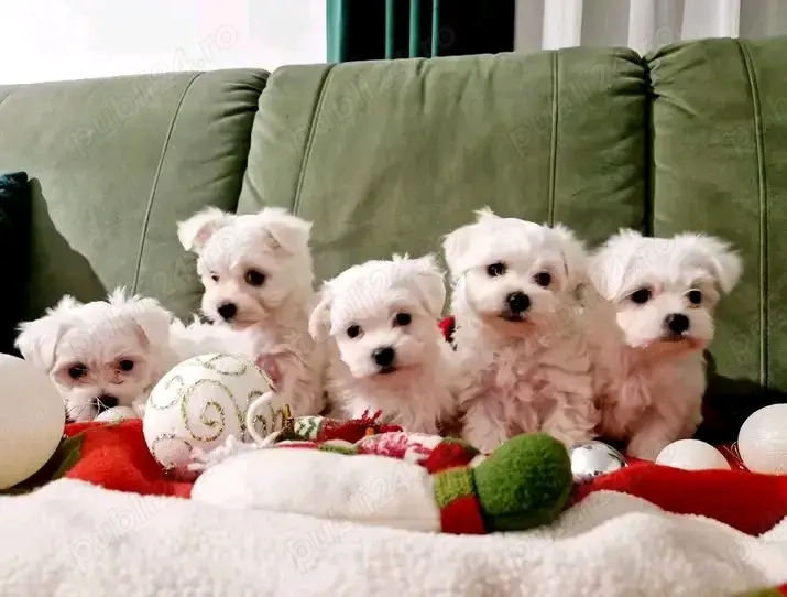 Băietei bichon maltez mini toy 