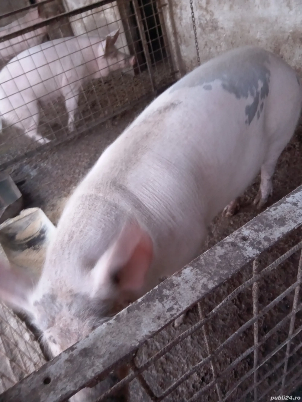 Trei purcele de vanzare 140,170,190 kg