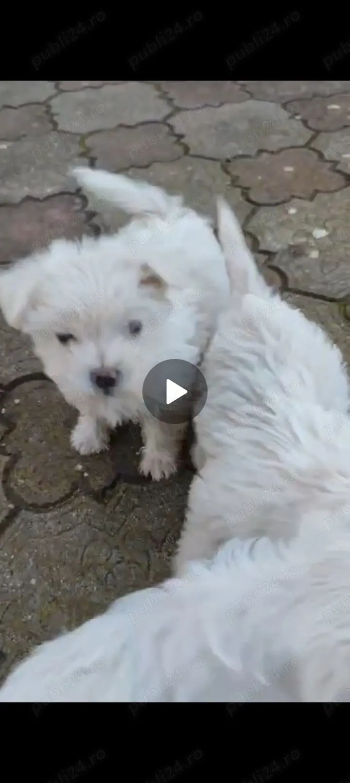  Pui Bichon Frisé jucăuși   crescuți cu grijă, iubitori