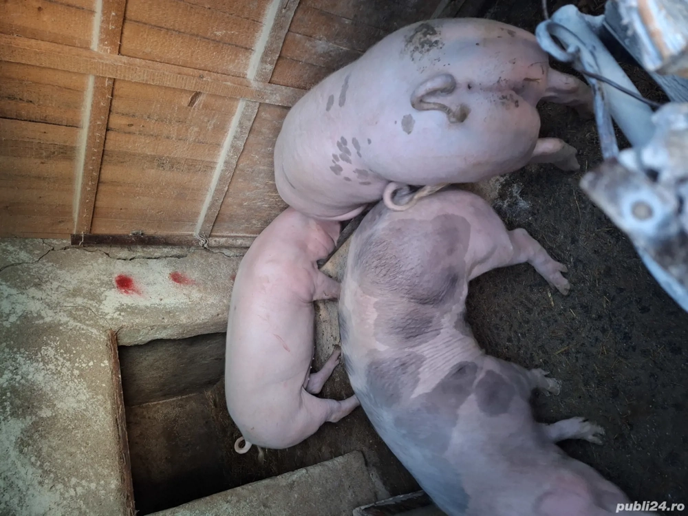 Porci de vanzare de carne 110la 140Kg