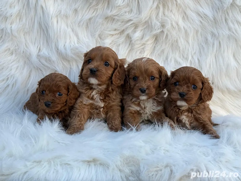 Cavapoo deosebiti 