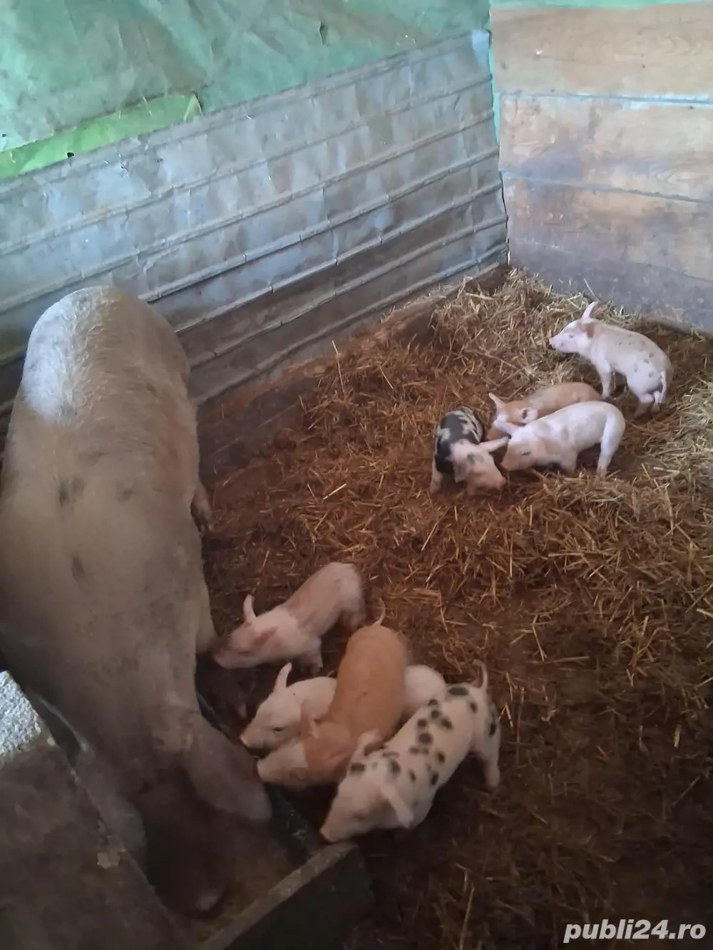 vand scroafe cu purcei 