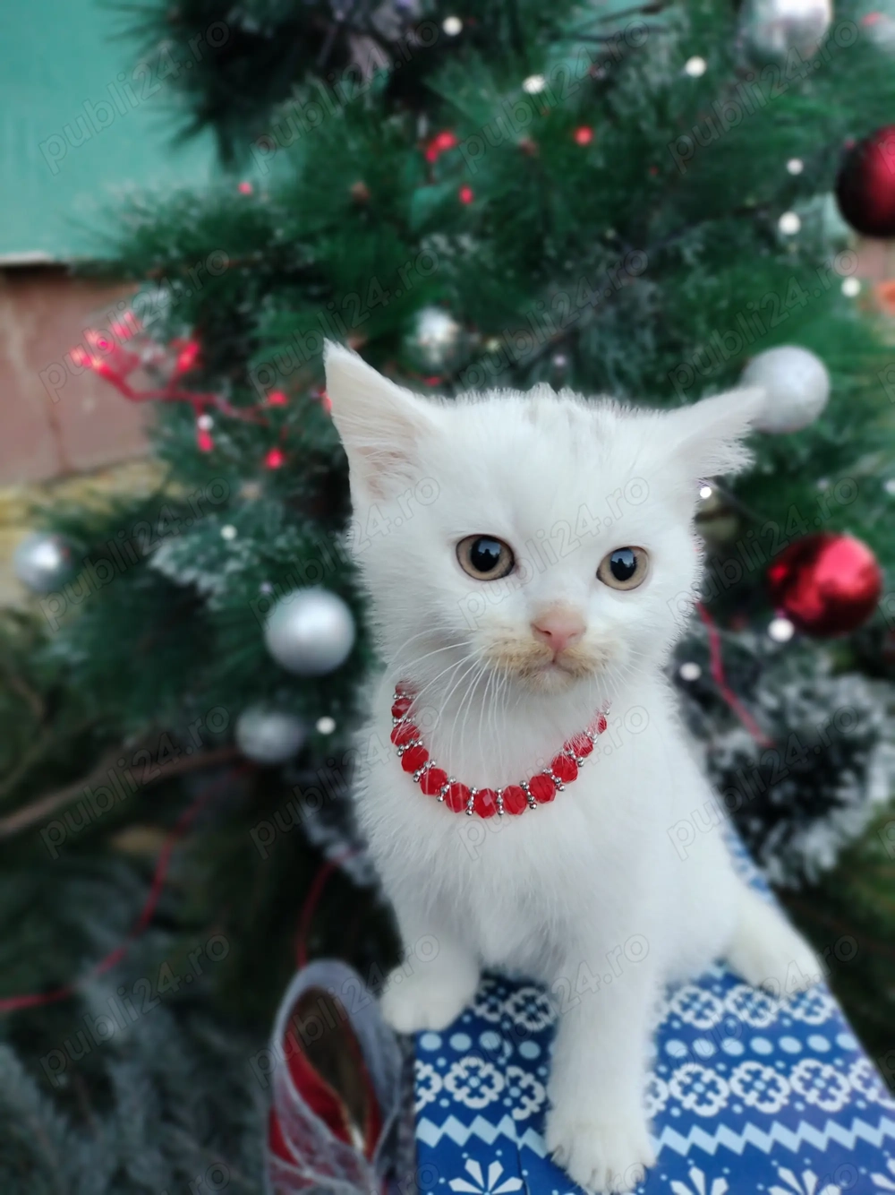 British Shorthair de vânzare 