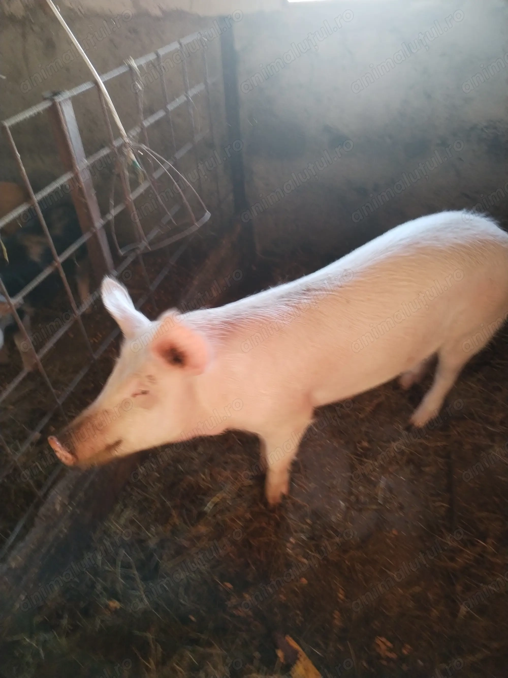 Vând purcei! Mai multe detalii la telefon! 