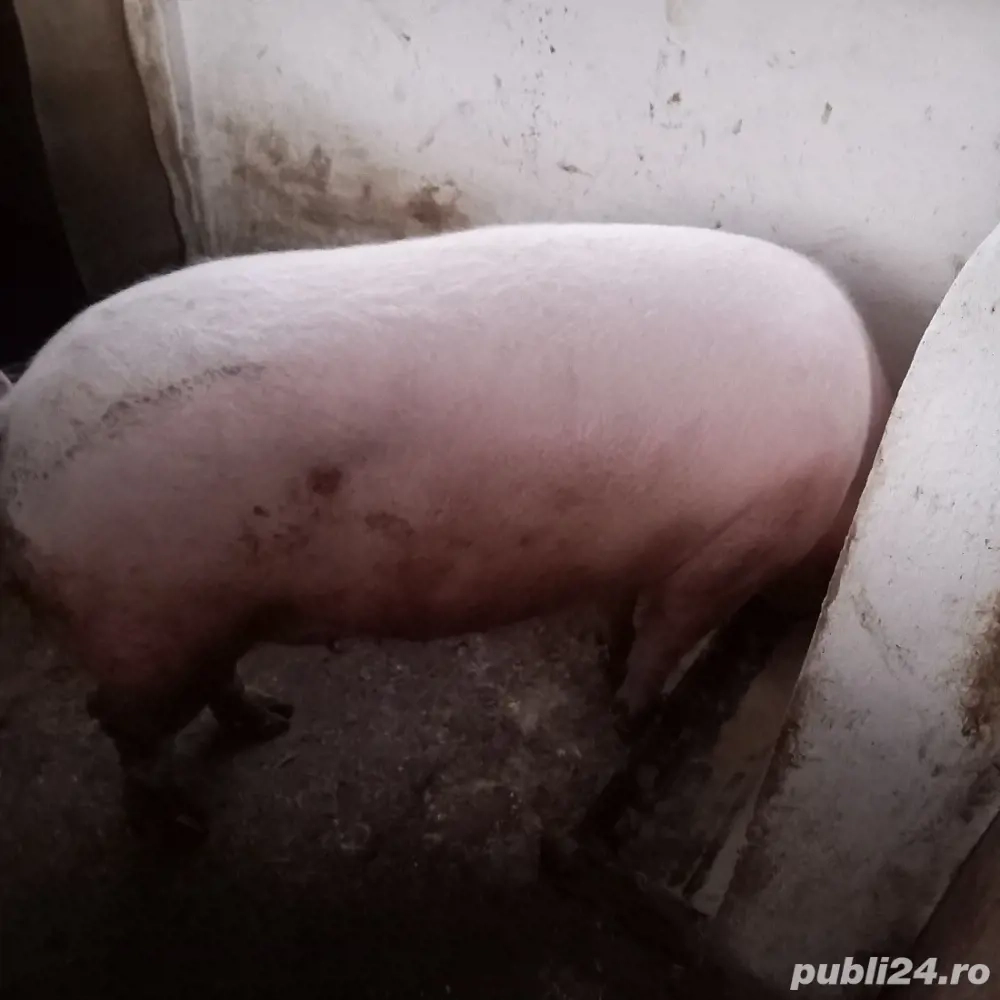 porc gras de vanzare