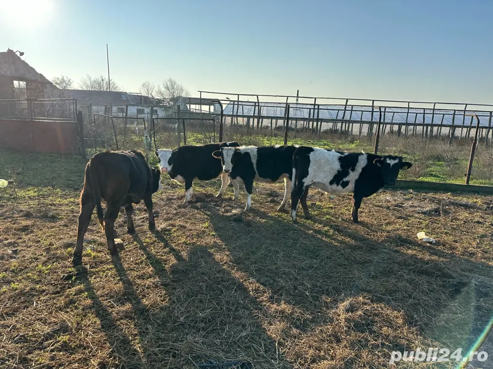 vand viteii romanesti 