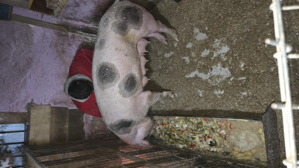 Purceii pietrean  belgian au 6 săptămâni și mănâncă foarte bn 