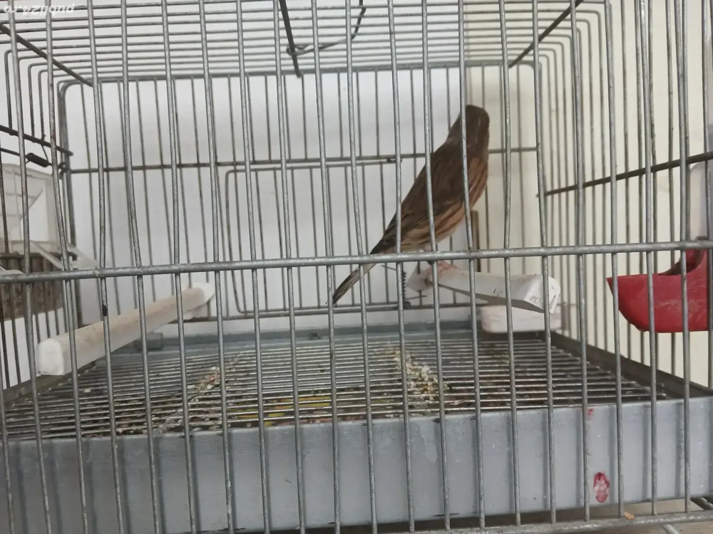 Vand hibrizi de petrus 2025