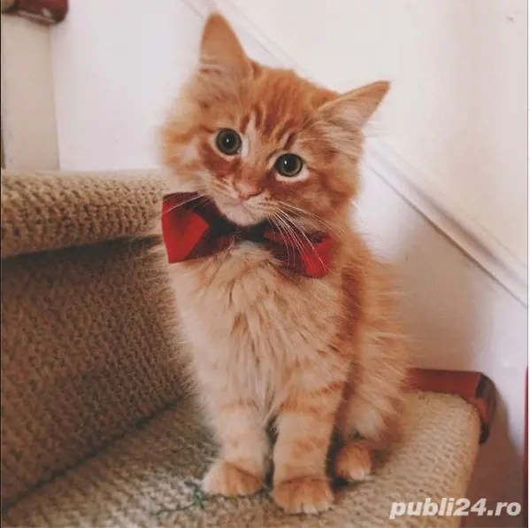 Norvegiană de Pădure 